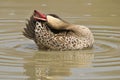 Duck, Red-billed Teal - Wild Game Bird Background from Africa