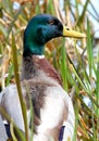 Duck in reeds