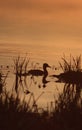 Duck Reflected Royalty Free Stock Photo