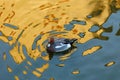 Duck on reflecting colorful water