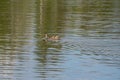 Duck with Reflection and Ripples at Sprague Lake