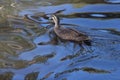 Duck Reflections in Water Royalty Free Stock Photo