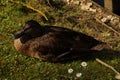 A duck in the rest, in the grass, in the sun - France Royalty Free Stock Photo