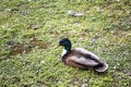 A duck rest on greenery floor Royalty Free Stock Photo