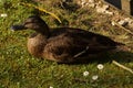 A duck in the rest and the sun - France