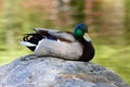 A duck is resting, background is green and pink flowers reflected on the water. Royalty Free Stock Photo