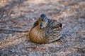 Duck resting on the ground Royalty Free Stock Photo