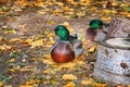 Duck Resting on the Ground Royalty Free Stock Photo