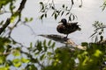 Duck resting by the lake