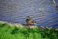 Duck resting in Morarilor Park