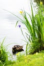 Duck resting in a park Royalty Free Stock Photo