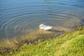 duck and ripple Royalty Free Stock Photo