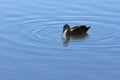 Duck and ripples in pond