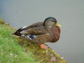 Duck on River Bank, Hatton, England