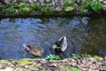 Duck on the river. The river in the forest. Summer. Royalty Free Stock Photo