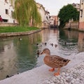 Duck by river in Treviso Italy Royalty Free Stock Photo