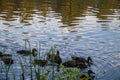 Duck on a rock, looking into the distance.Yaroslavl. Warm evening in Neftyanik Park. Park refinery. Reflection of colorful sunset Royalty Free Stock Photo