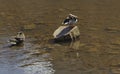 Duck on rock 3096