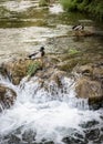 Duck On A Rock In The Middle Of The Water Flow Of A Mountain River In The Krka National Park, Croatia