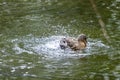 A duck romps in the water Royalty Free Stock Photo