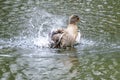 A duck romps in the water Royalty Free Stock Photo