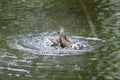 A duck romps in the water Royalty Free Stock Photo