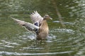 A duck romps in the water Royalty Free Stock Photo