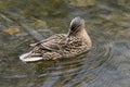 A duck romps in the water Royalty Free Stock Photo