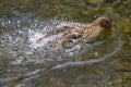 A duck romps in the water Royalty Free Stock Photo