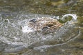 A duck romps in the water Royalty Free Stock Photo