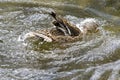 A duck romps in the water Royalty Free Stock Photo