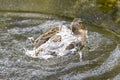 A duck romps in the water Royalty Free Stock Photo