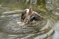 A duck romps in the water Royalty Free Stock Photo