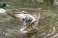 A duck romps in the water Royalty Free Stock Photo