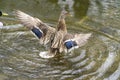 A duck romps in the water Royalty Free Stock Photo