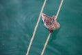 A duck on a rope. Royalty Free Stock Photo