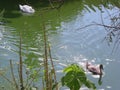 Duck run from swan Royalty Free Stock Photo