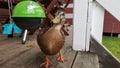 A duck that's interested in my camera