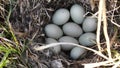 A duck`s nest with nine eggs