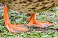 Duck's webbed paws Royalty Free Stock Photo