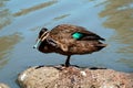 A duck scratching itself.