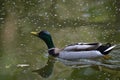 Duck Royalty Free Stock Photo