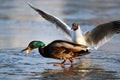 Duck and seagull on the ice Royalty Free Stock Photo