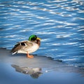 Duck On The Shore