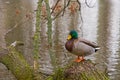 duck on the shore of the lake