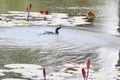 Duck showering in a pond Royalty Free Stock Photo