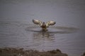 Duck showing off with outstretched wings Royalty Free Stock Photo