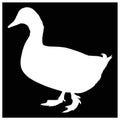 Duck silhouette - aquatic farm or wildlife bird Royalty Free Stock Photo