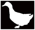 Duck silhouette - aquatic farm or wildlife bird Royalty Free Stock Photo