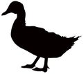 Duck silhouette - aquatic farm or wildlife bird Royalty Free Stock Photo